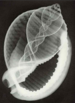 nemfrog: “X-rays reveal the inner beauty