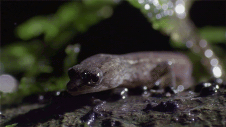 fencehopping:  This little gecko has hydrophobic skin and is so light it can sit on top of water.  gecko jesus