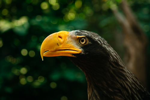 Steller’s sea eagle .(Haliaeetus pelagicus) .Photographed at the National Aviary