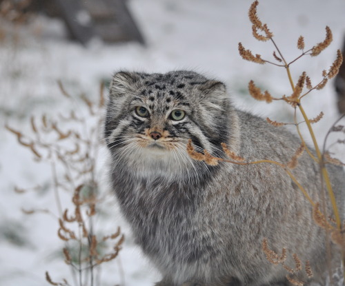 Pallas Cat Appreciation (via larisa4223850)