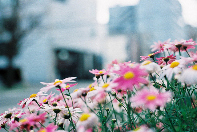 englishsnow:  by shoko      