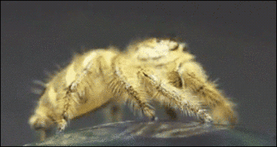 Animated GIFs