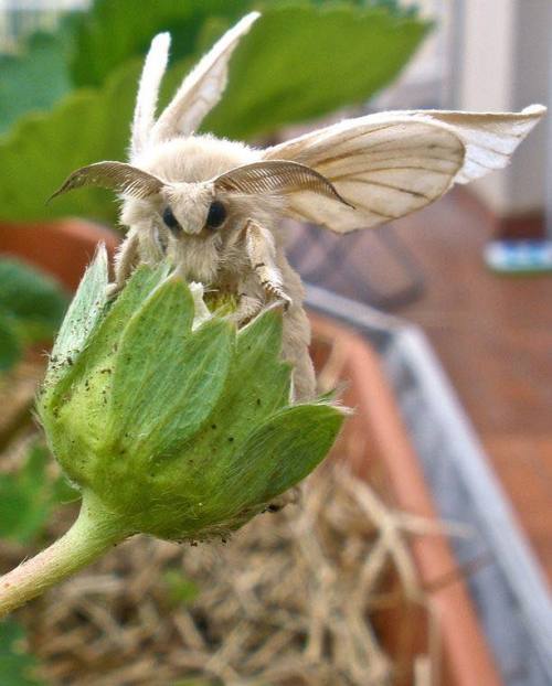 increasinglyhopeful:sixpenceee:The Venezuelan poodle moth is a possible new species of moth discover