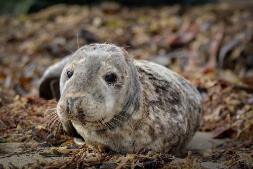 Meet Mulberry!Mulberry is a 6 month old male grey seal that came to us at the beginning of April. As