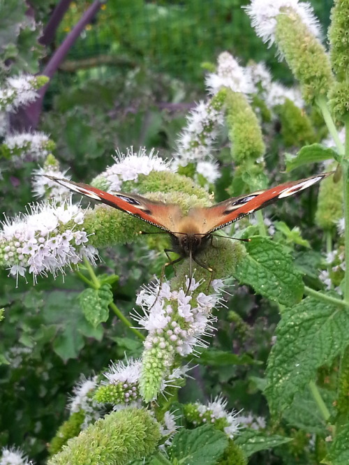 An European peacock, painted lady and beebles from Kaisaniemi Botanical Garden today