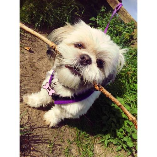 handsomedogs:This is Bella, my 8 month old rescue shih tzu. Before being re-homed, she had never bee