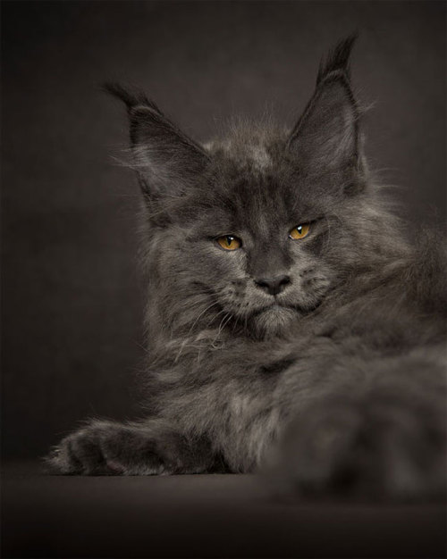 mercifulvoodoo:thevortexbloguk:Portraits of Maine Coon Cats Who Look Like Majestic Mythical Creature