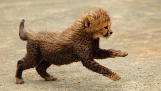 Are you feeling kind of down right now? It’s not your fault that you forgot what baby cheetahs look like. Really. One time I did too.