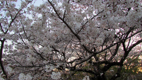 Long time no news! I went to the Kyoto Botanical Garden last week (my second time there, it’s 