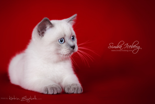 Hello everyone! It’s time to show you new photos of our cute kittens!Simba Iceberg Grace and  Simba 