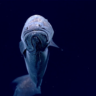 Cusk Eel (SOURCE)