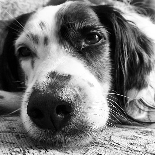 spilltojill-pets-dogs-cats:Snooze Time #dogoftheday by Muppetville http://flic.kr/p/q4SpQ2