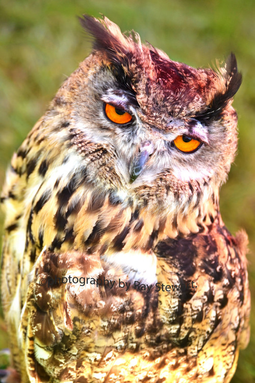 Eurasian Eagle-owl (Bubo bubo) &gt;&gt;by Raymond Stewart