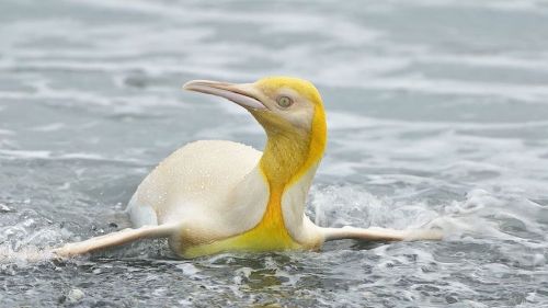 Belgian Wildlife Photographer Shoots Photos of ‘Never Before Seen’ Rare Yellow Feathered