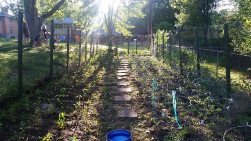 bambuita: We planted 300 plants today! All kinds of tomatoes and peppers 6/3/18