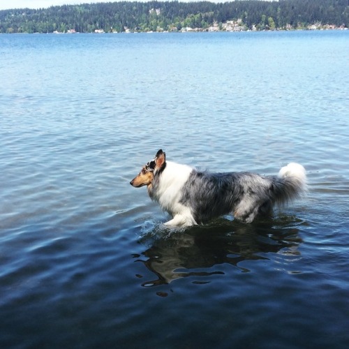 Lark is not a swimming doggo, but he definitely likes to wade.