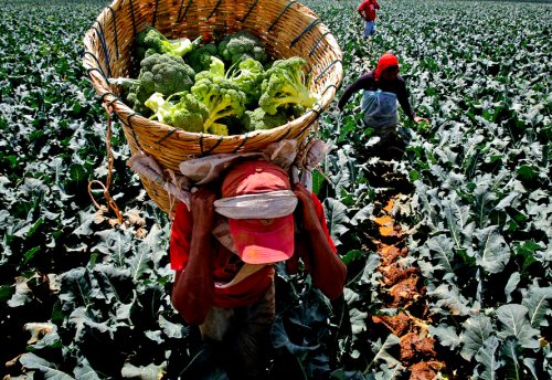 kateoplis:The Hard Work and Harsh Conditions of Mexican Farm Labor Camps