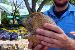 cuntgradulation:  another armadillo picture