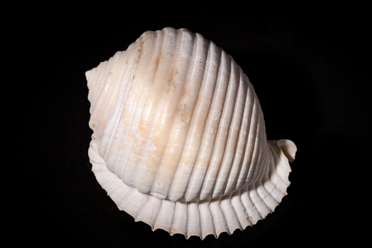 Grinning tun (sea snail) / CAS-G 60811
Scientific name: Malea ringens
Locality: Baja California, Mexico
Age: Pliocene
Department: Invertebrate Zoology & Geology, image © California Academy of Sciences