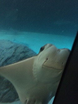 peachtml:  I’M AT THE ZOO AND THIS STINGRAY LOOKS SO HAPPY SO YOU SHOULD BE HAPPY TOO