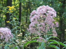 sweettea-things:  Joe Pye weed