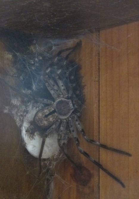 yourstruly-b:  girlyshippings:  startrek1011:  valfiggs5:  doomhoof:  discordedbigmacintosh:  The.. Spiders I need to kill them  that’s a lot of babies  *DIES*    I AM SCREAMING!!  Oh hell no.