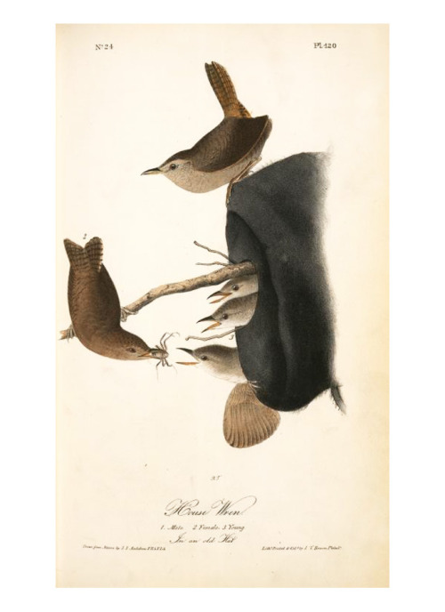 John James Audubon, House Wren. 1. Male. 2. Female. 3. Young. In an old Hat. 1840-44. From The Birds