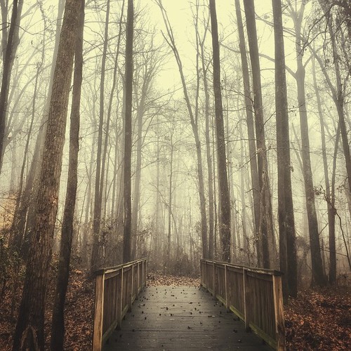 rainbowsnowlight:  Forest