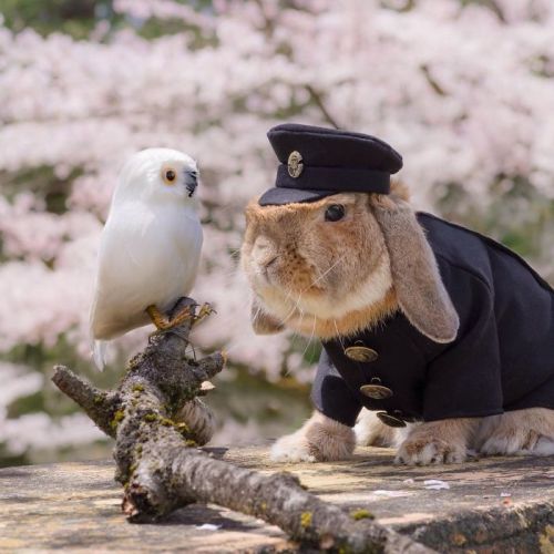 pr1nceshawn:  One day I hope to be as dapper as PuiPui, The World’s Most Stylish Bunny.