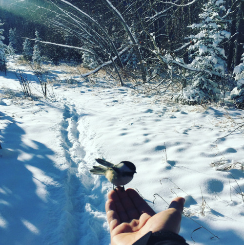 This little guy came to visit while on my walk today #looksgoodinwhite #naturewhispers #yycsnow #can