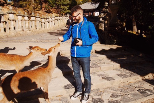 Nara is a beautiful city filled with parks, gardens and temples. And deer walking amongst them. Pict
