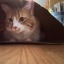 knitting-kitty