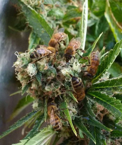 ambientminded:So this dude trained his bee’s to take pollen from the cola’s of marijuana plants inst