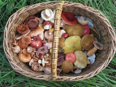 I Love Mushrooms