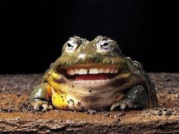 tealeavesanddelirium:  OMG I just looked up animals with human teeth on google and