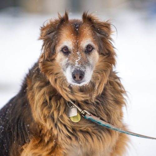 Skylla, (13-y-o), Collie/German Shepherd Dog mix, The Exchange, Winnipeg. “Shy and a big suck up. Sh
