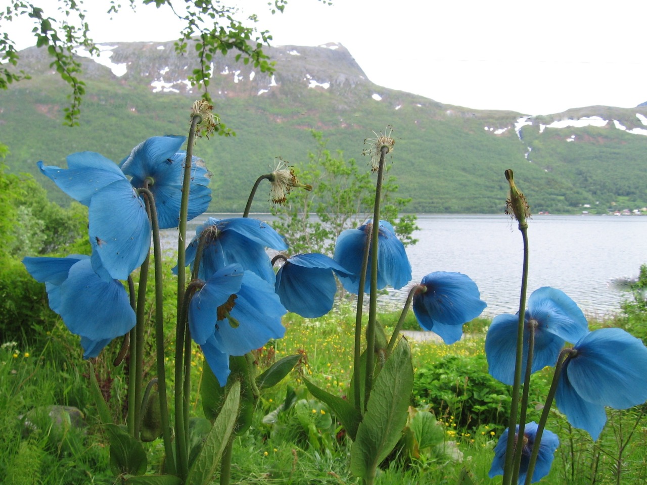 Meconopsis betonicifolia.