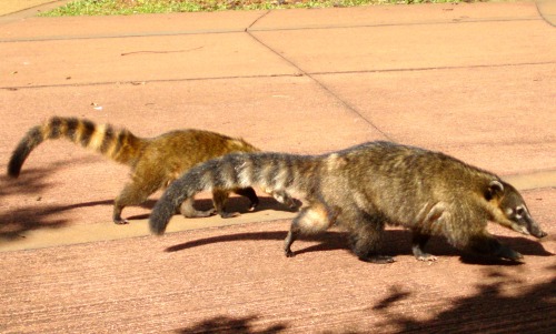 Coati, Parque Nacional Iguazú, Misiones, Argentina, 2007.I rarely photograph wildlife, but these cre