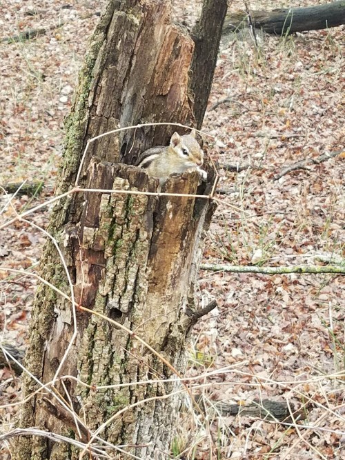 zooophagous:  This chipmunk was so fucking mad at me because I wouldn’t leave and it was trapped in this tree trunk