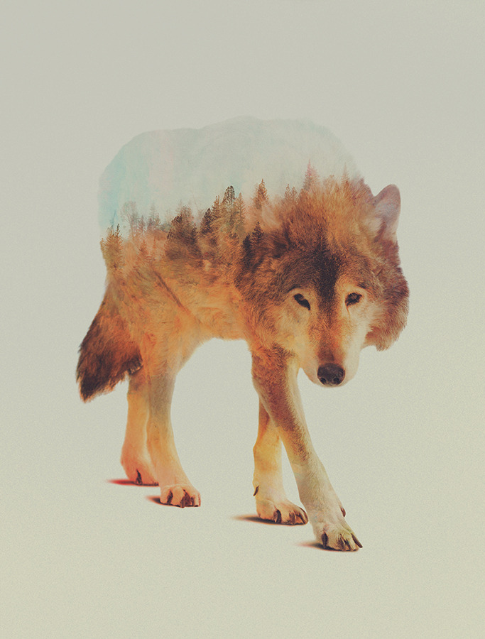 artbylie:  Norwegian Woods by Andreas Lie 
