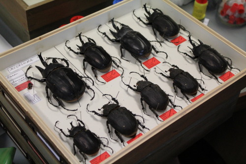 Meet Megasoma actaeon johannae, one of the largest beetles in the world! This mysterious giga beetle