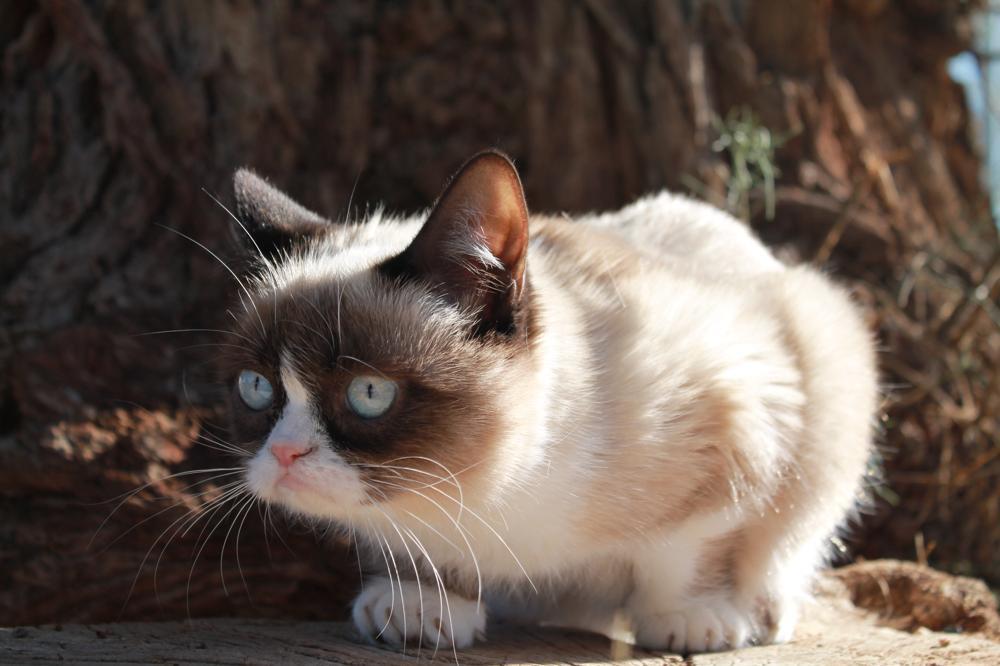tardthegrumpycat:  The Daily Grump | December 29, 2012