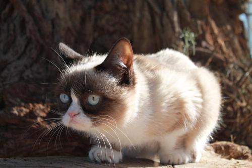 tardthegrumpycat:  The Daily Grump | December 29, 2012