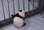 kungfumartialartsnunchakus:New Prison Break Pandas Finally Succeed lol :)))Professional Tai Chi Clot