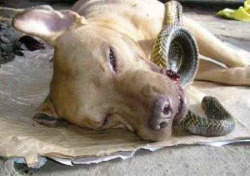 mylovexmyway:  tsunderexvx:  thewickedandproudxvx:  blonde-traditionalist:   Pit Bull Saves Two Women From Deadly Cobra, Dies Wagging His Tail The children in the Fronteras household referred to their dog as Kuya (“big brother”), and he certainly