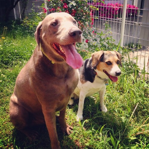 Joey and Broccoli had their last walk today before he heads home on Friday. We&rsquo;ll miss our