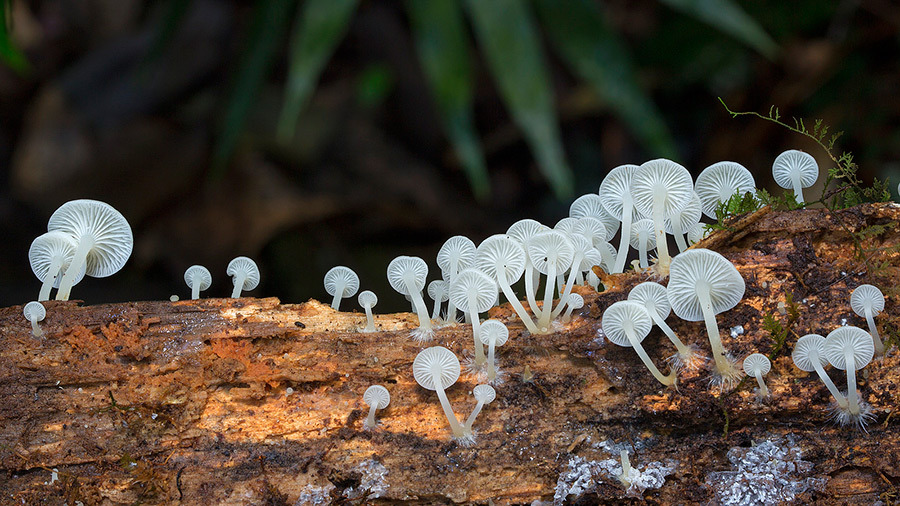 mayahan:  Australian Fungi Photographed by Steve Axford