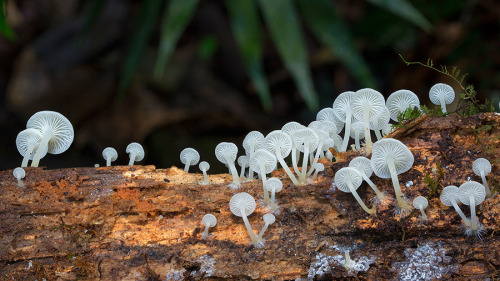 culturenlifestyle:  Steve Axford Captures Strange And Undocumented Australian Fungi  Steve Axford is a photographer on a mission to discover a thread of alien fungi, which has never been captured before. Axford lives in the Northern Rivers of New South