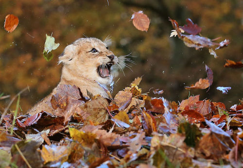 atraversso:Adorable lion cub Karis loves playingby Dailymail.co.uk Please don’t delete the link to t