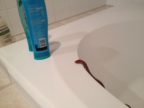 lapillus-the-gargoyle-gecko:tundrapython:Benji you don’t even have hairThats because Benji isa hair